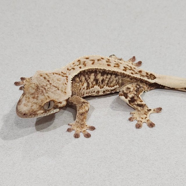 Full Pinstripe Drippy White Spot Zengex