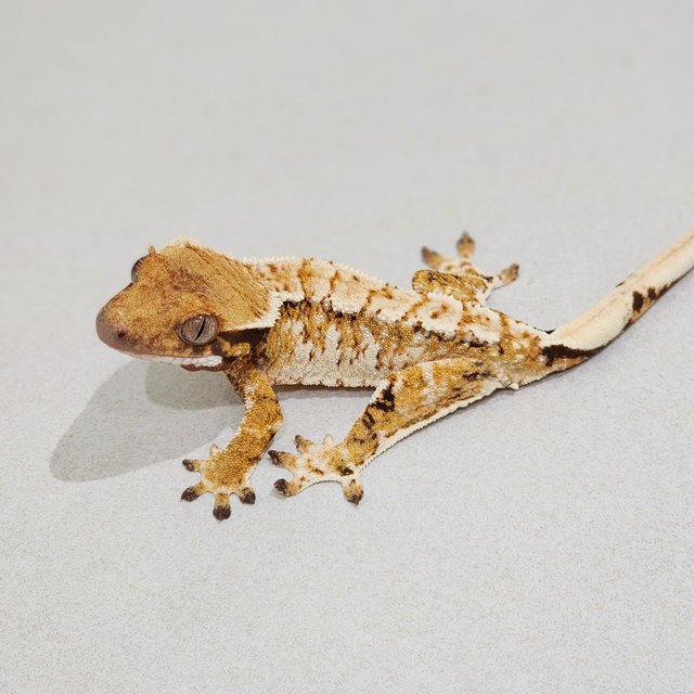 White Crown Tri White Spot Extreme Harlequin