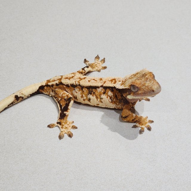 White Crown Tri Extreme Harlequin White Spot