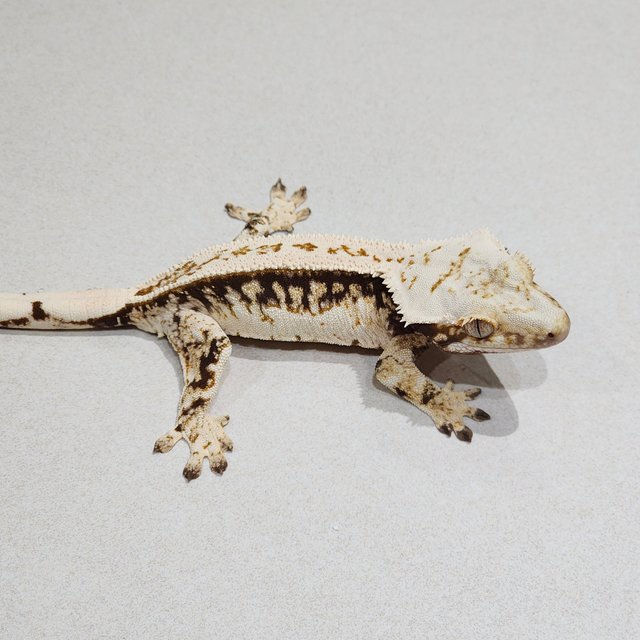 Full Pinstripe Drippy Quad White Spot