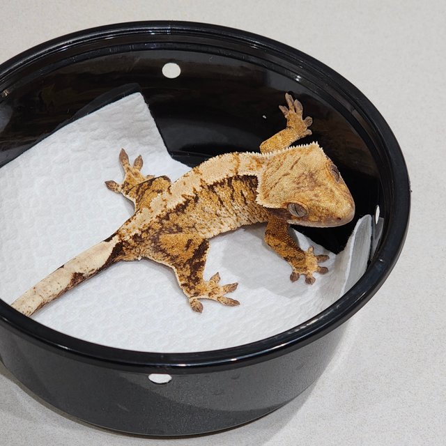 트라이 익스트림할리퀸 화이트스팟