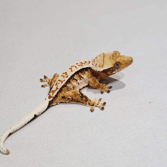 Tri White Spot White Pin Extreme Harlequin White Crown