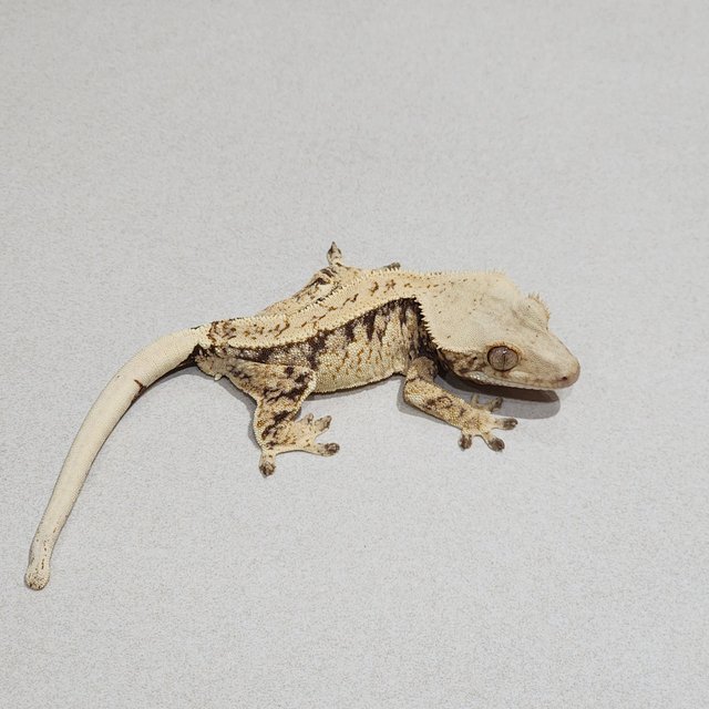 Drippy Tri Extreme Harlequin White Spot