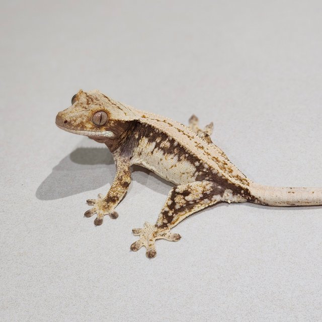 Full Pinstripe Drippy Quad White Spot