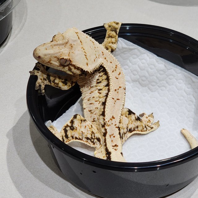 Extreme Harlequin White Crown Tri White Spot