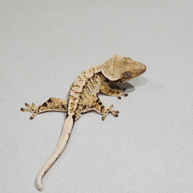 Tri Extreme Harlequin White Spot Drippy