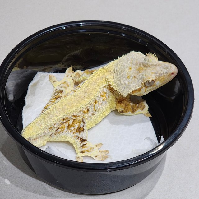 트라이 릴리화이트