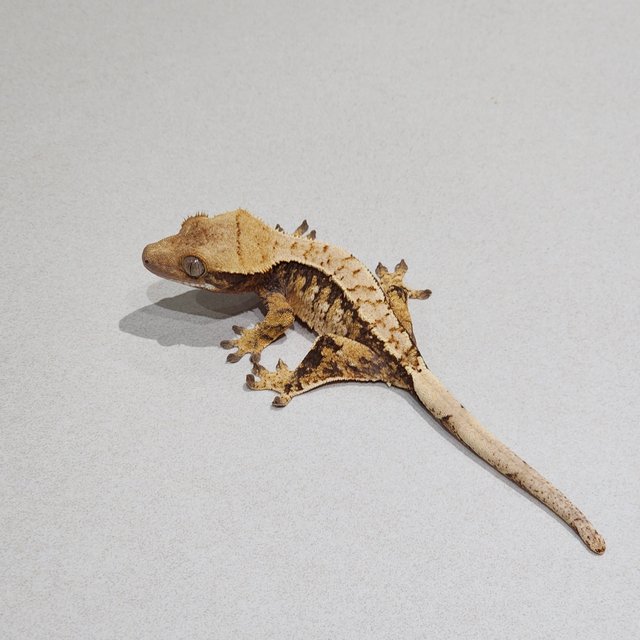 트라이 익스트림할리퀸