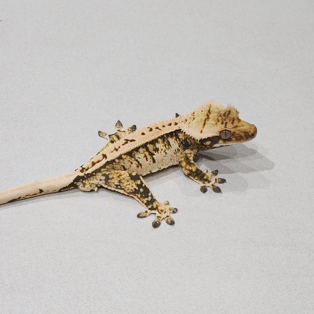 Extreme Harlequin White Spot White Pin Tri Zengex