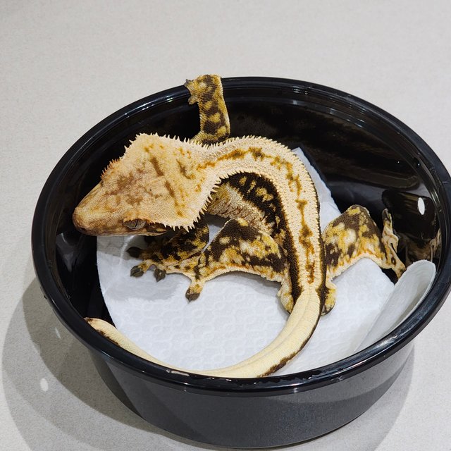 풀핀 트라이 쿼드 화이트크라운