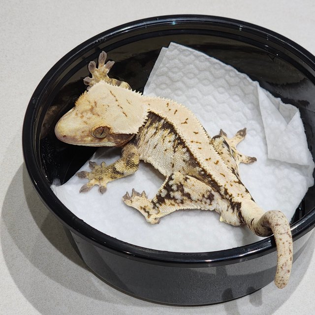 트라이 익스트림할리퀸 화이트스팟