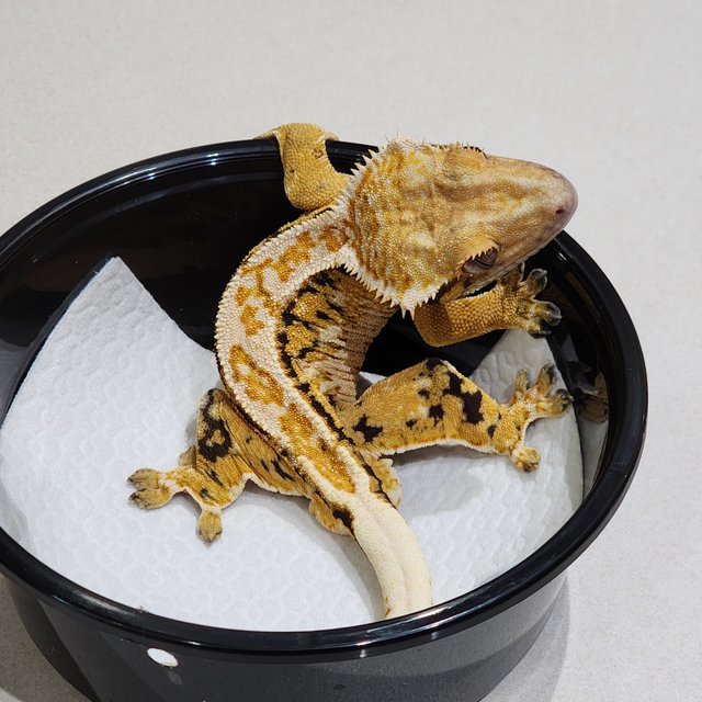 화이트크라운 드리피 트라이 익스트림할리퀸 화이트스팟