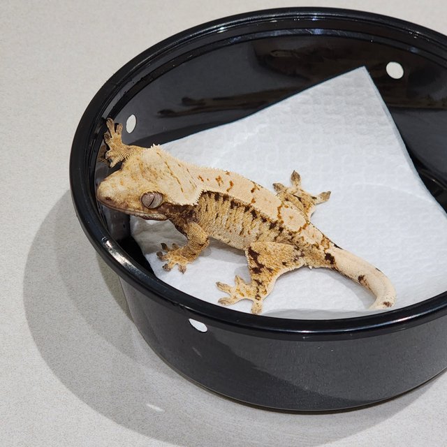 드리피 트라이 익스트림할리퀸 화이트스팟