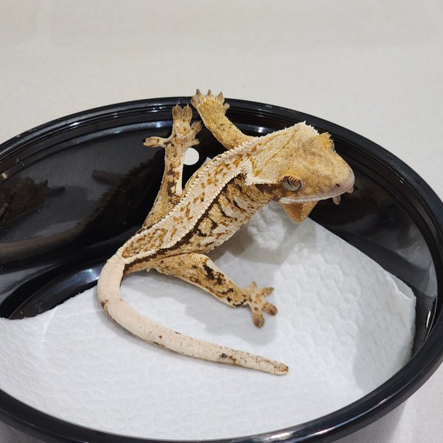 Drippy Tri Extreme Harlequin White Crown White Spot