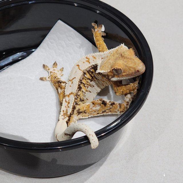 Drippy Tri Extreme Harlequin White Spot White Crown