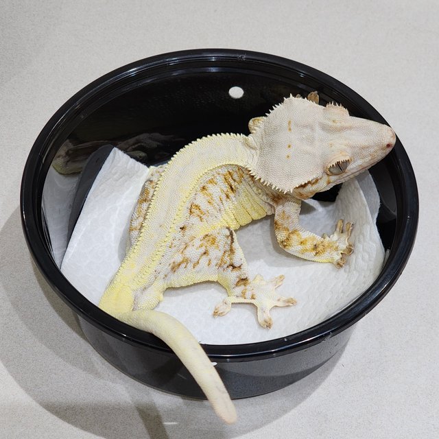 트라이 릴리화이트