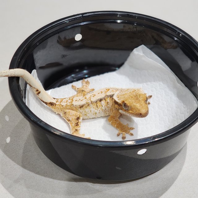 White Spot White Crown Tri Extreme Harlequin Drippy White Pin