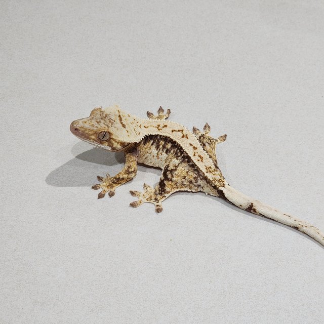 White Spot Drippy Tri