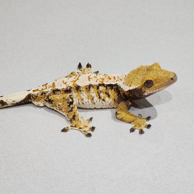 White Crown Tri Extreme Harlequin White Spot