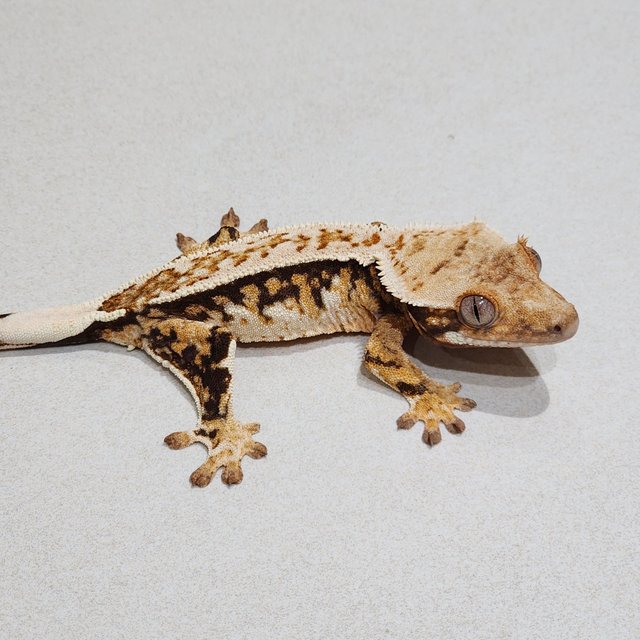 White Crown Tri Extreme Harlequin