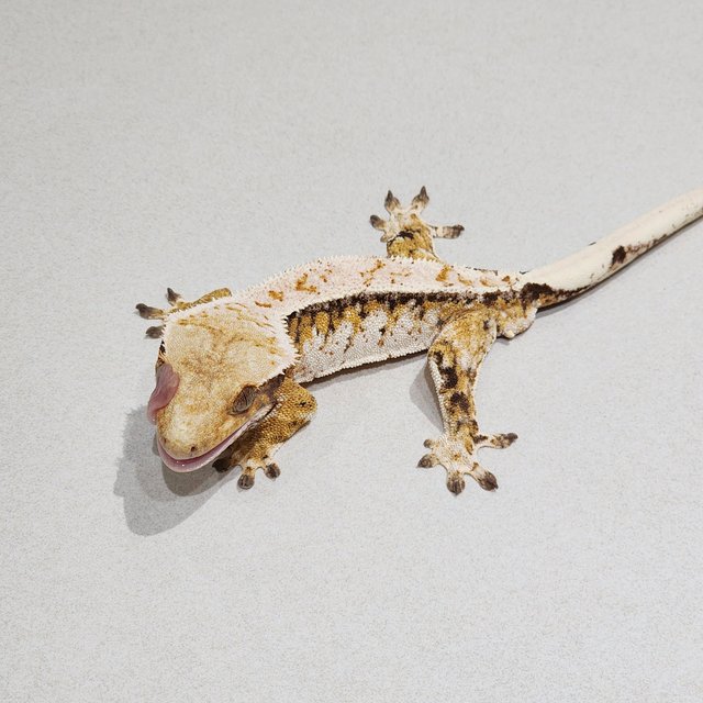 White Crown Drippy Extreme Harlequin Tri White Spot White Pin