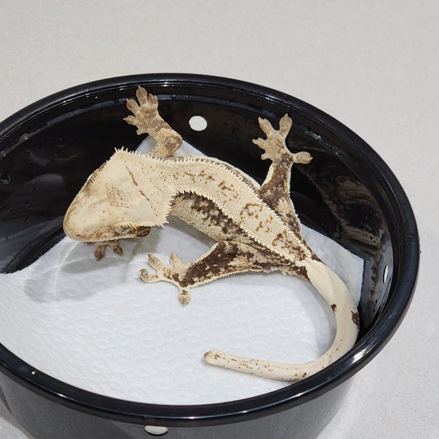 풀핀 드리피 화이트스팟 쿼드