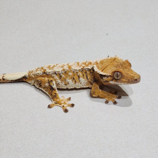 Extreme Harlequin Drippy White Spot Tri White Crown