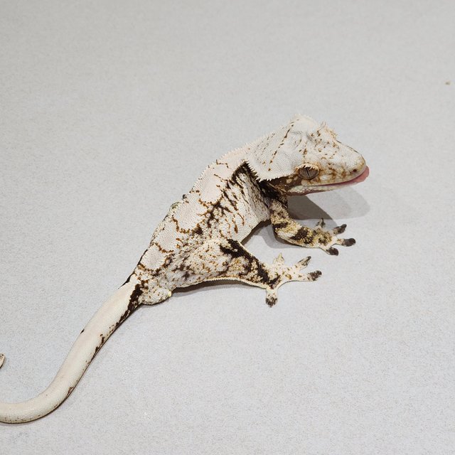 Tri Extreme Harlequin White Spot