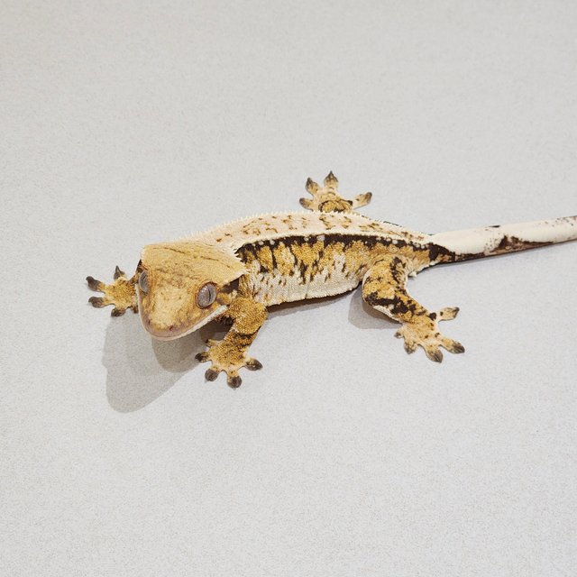 Full Pinstripe Drippy White Spot Tri Extreme Harlequin