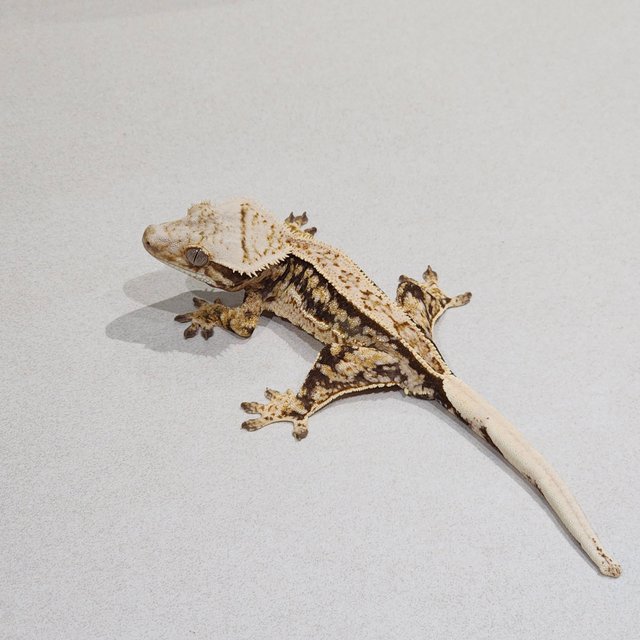 Full Pinstripe Quad Tri Extreme Harlequin White Spot