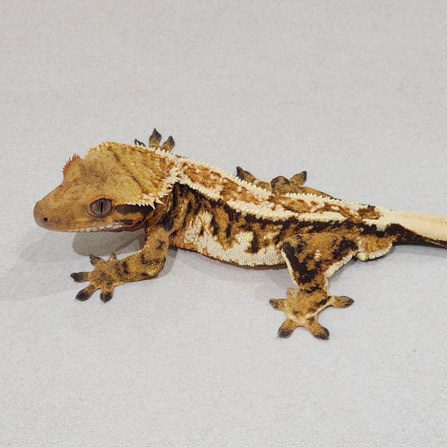 에밀리 트라이 익스트림할리퀸 화이트핀