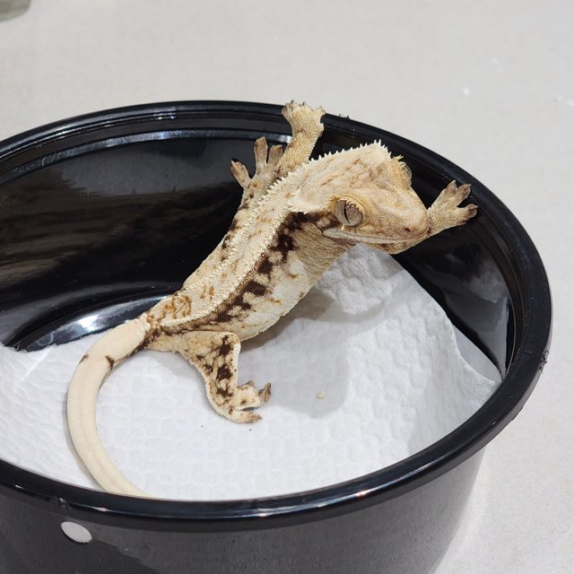 Drippy White Spot White Crown