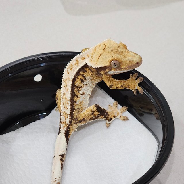 드리피 트라이 익스트림할리퀸 화이트핀