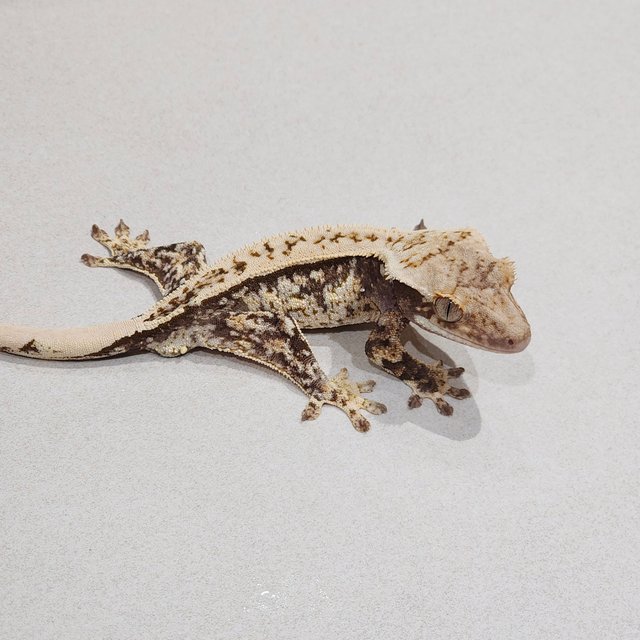 White Pin White Spot Tri