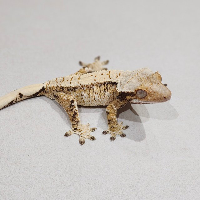 Tri Extreme Harlequin White Spot