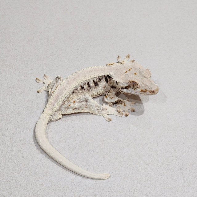 Zengex Lilly White Panda Solid Back