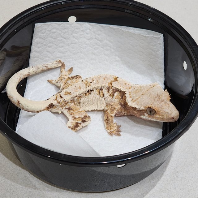 White Spot Extreme Harlequin White Pin Drippy Tri White Crown