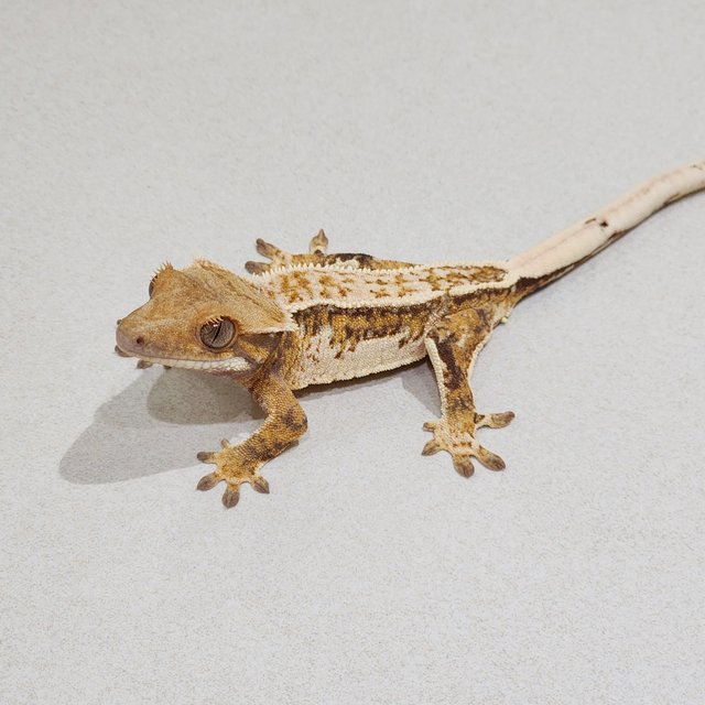 White Crown White Pin Tri Drippy Quad White Spot