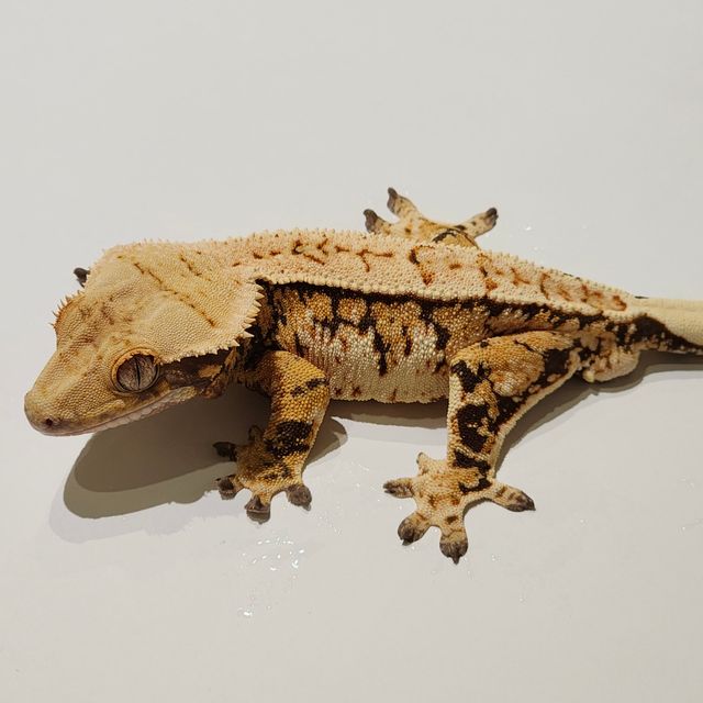 Full Pinstripe Extreme Harlequin Tri
