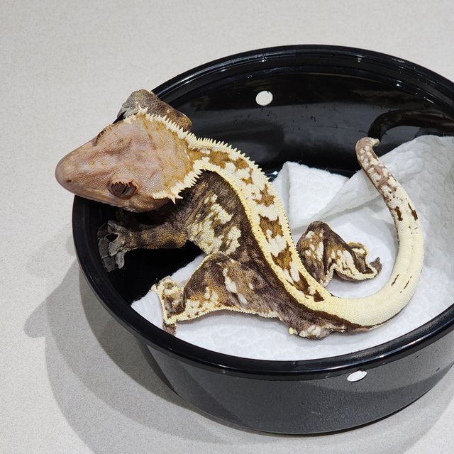 풀핀 카푸치노 화이트크라운