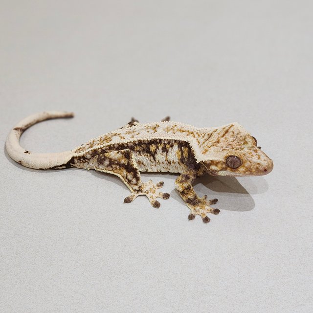 Tri Drippy White Spot Quad White Pin White Crown