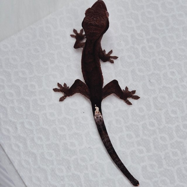 챠콜 팬텀 카푸치노