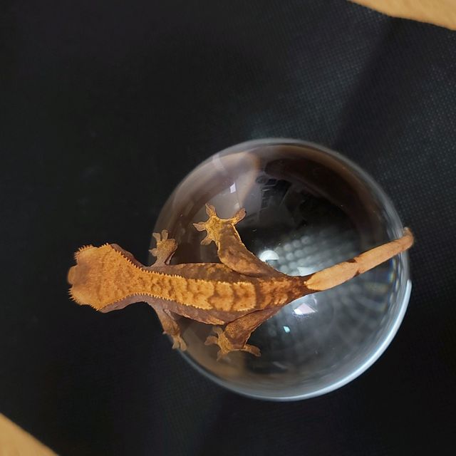노멀 트라이 할리퀸 다크
