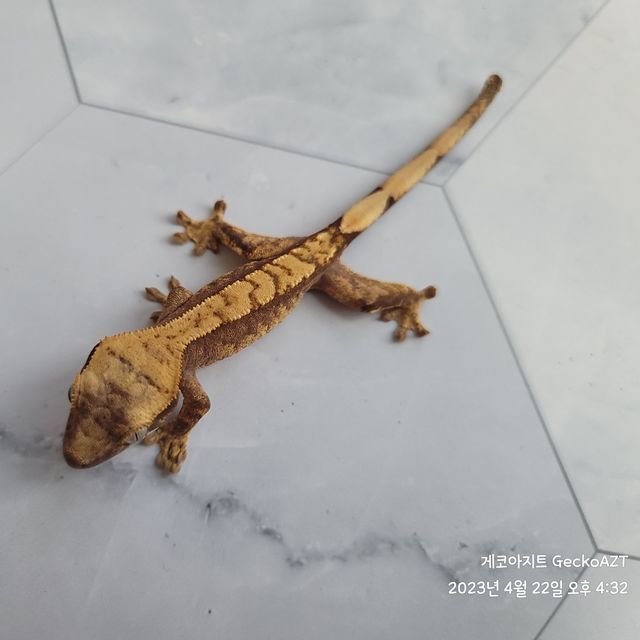 노멀 트라이 할리퀸