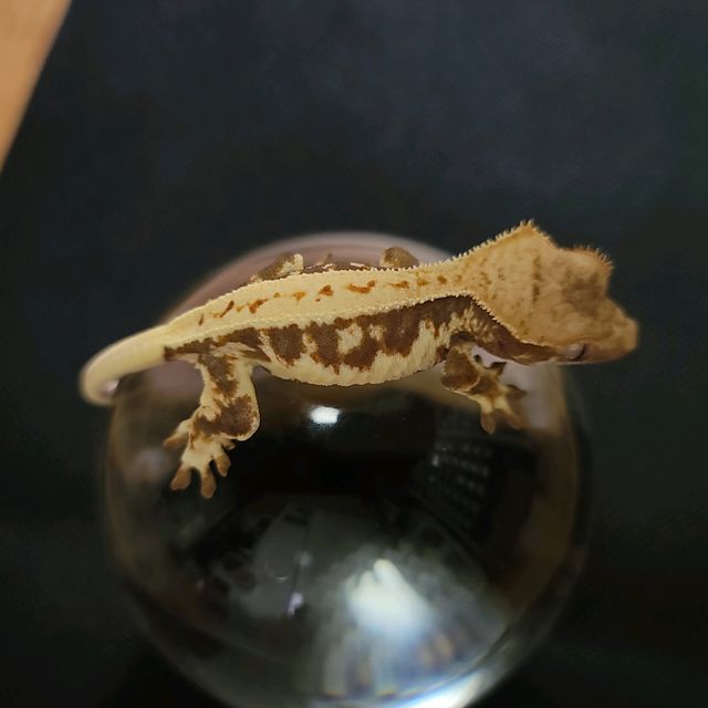 릴리화이트 트라이