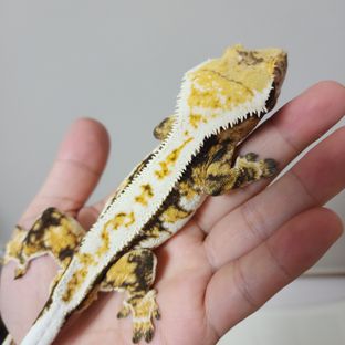 트라이 익스트림할리퀸 바브