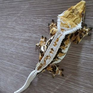 트라이 익스트림할리퀸 바브