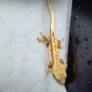 트라이 쿼드 풀핀 노멀