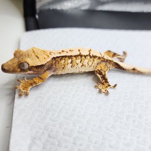 Ri2