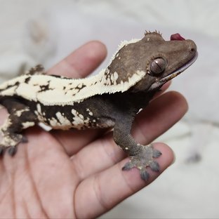 세이블
